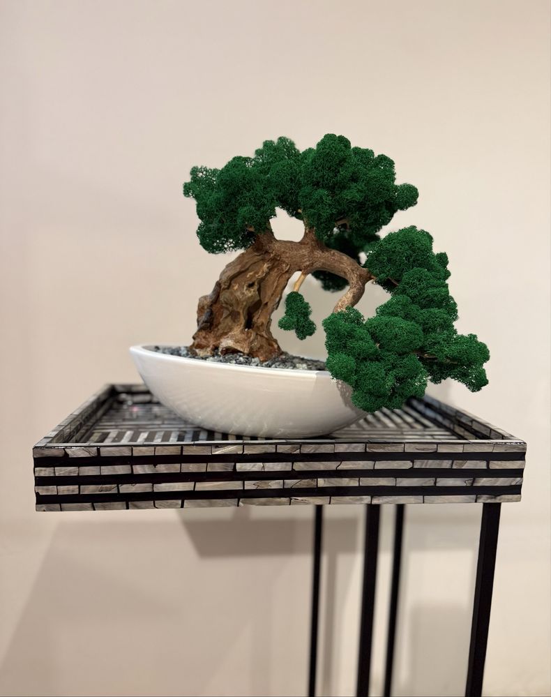 Drzewko Bonsai mech chrobotek PREMIUM-bzobsługowe