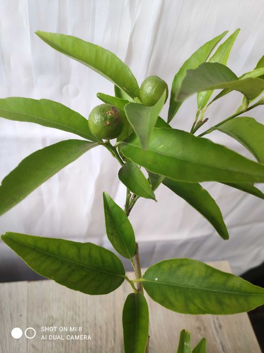 мандарин "Сентябрьский" с плодами