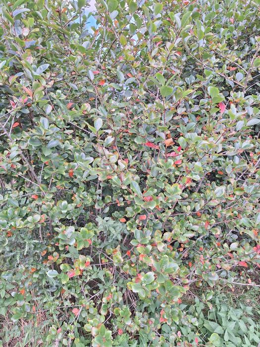 aronia krzew duży świdośliwa