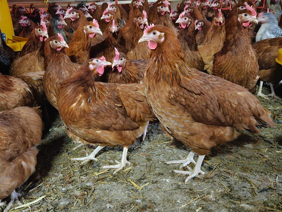 Kurka Rosa kolorowa nioska