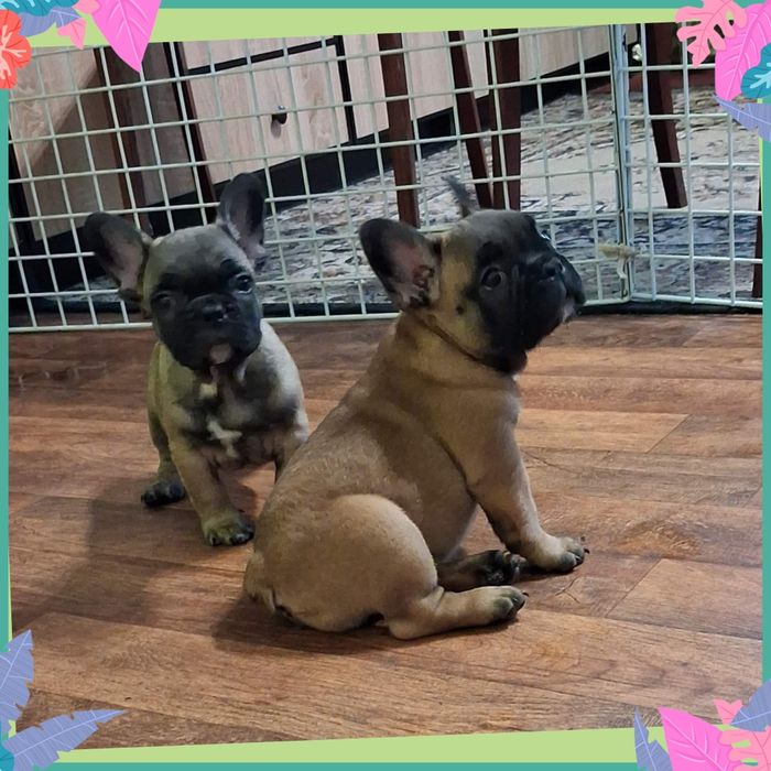 Чарівні малюки для вас