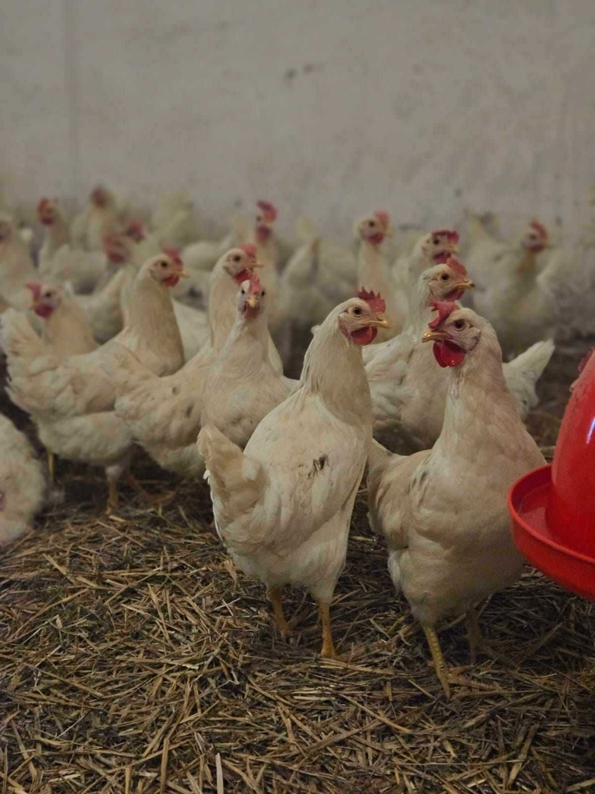 Młode kury nioski odchowane z jajkiem