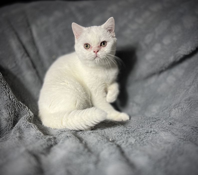 Kocur Kocurek Brytyjski