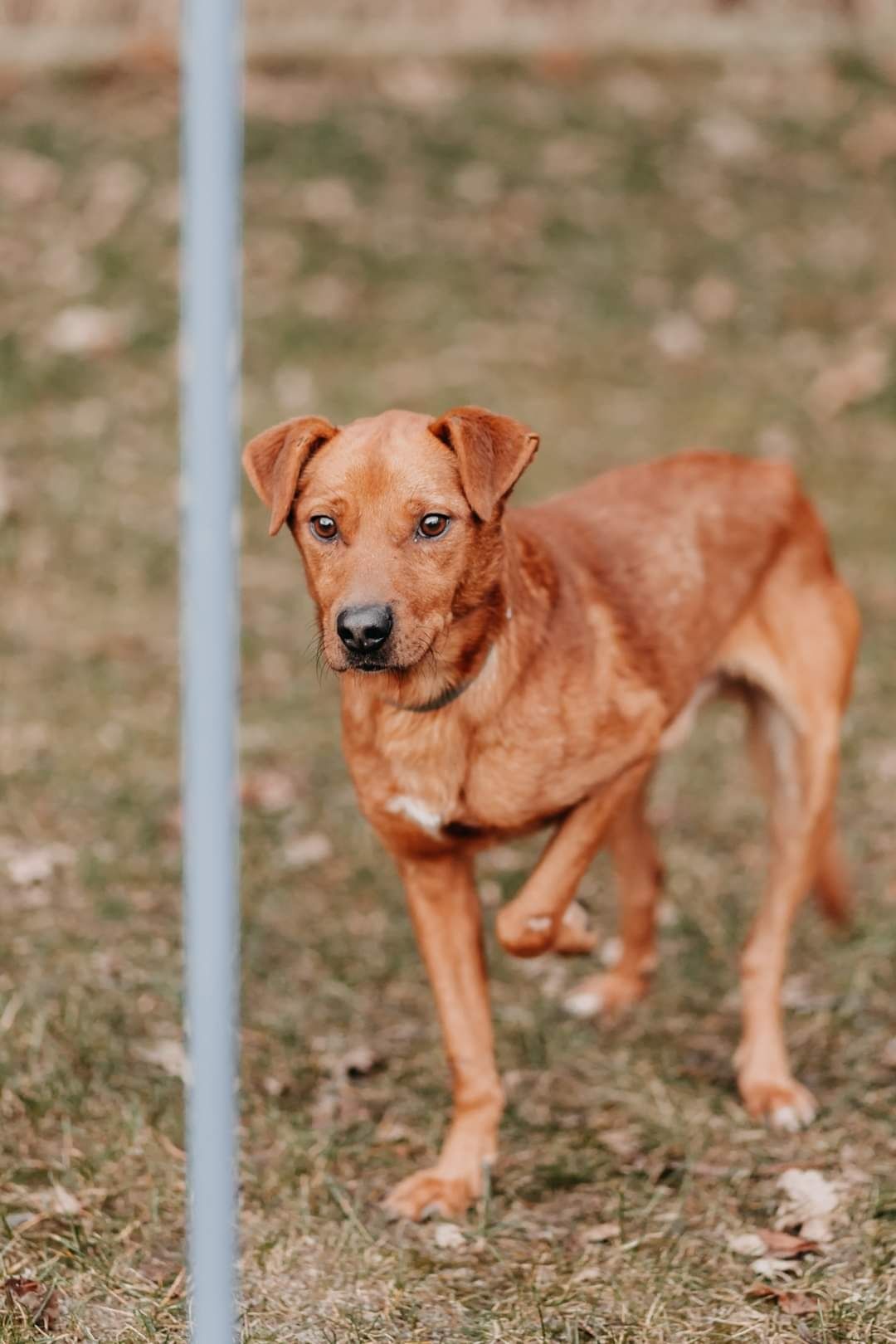 Dingo poleca się do adopcji