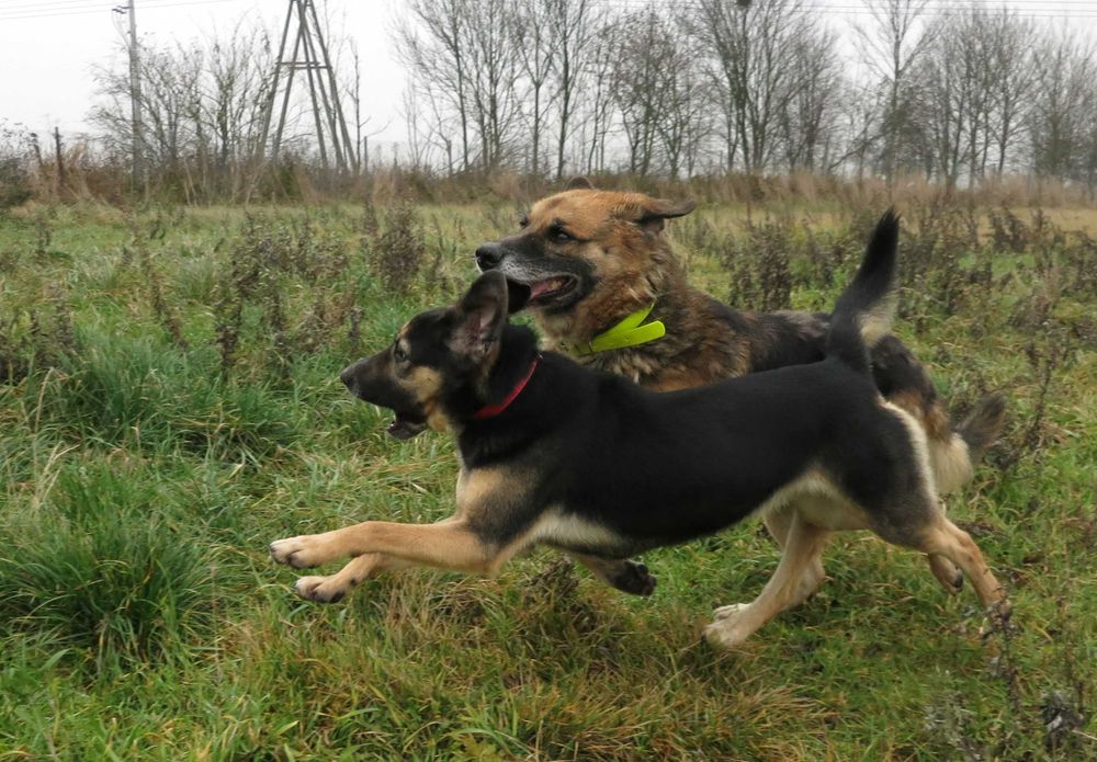 Layla, - 8 letnia suczka, potrzebuje troskliwego domu