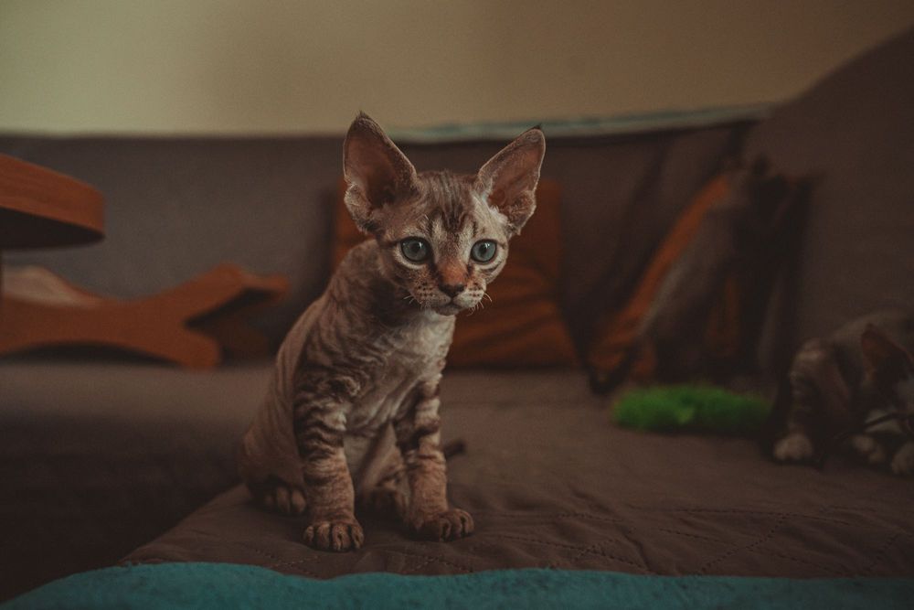 Kocurek Devon rex FPL Felis