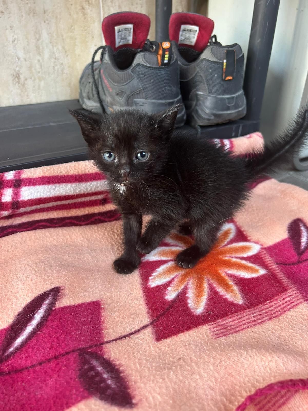 Adoção responsável gatos bebés