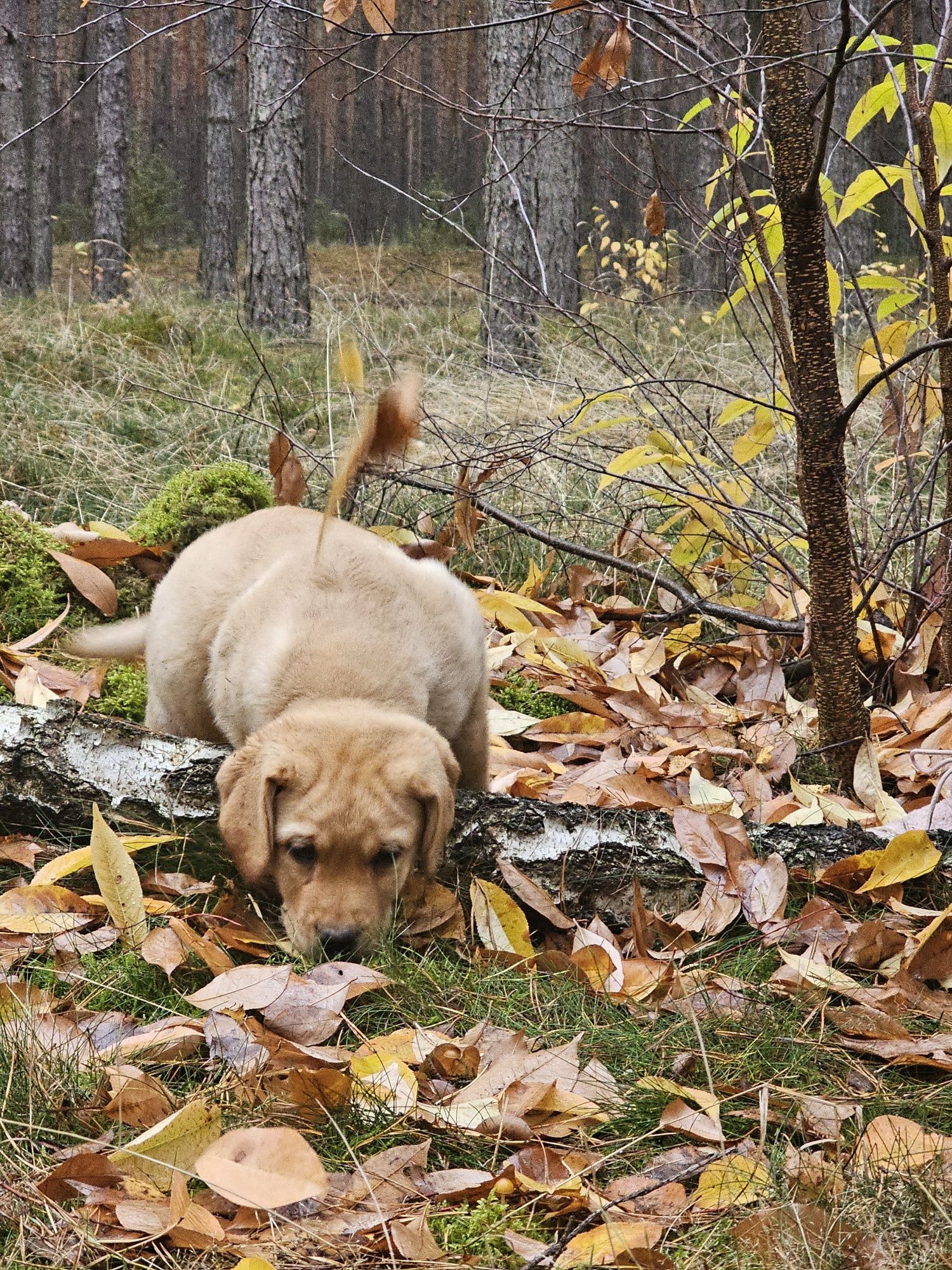 Labrador Retriever piesek