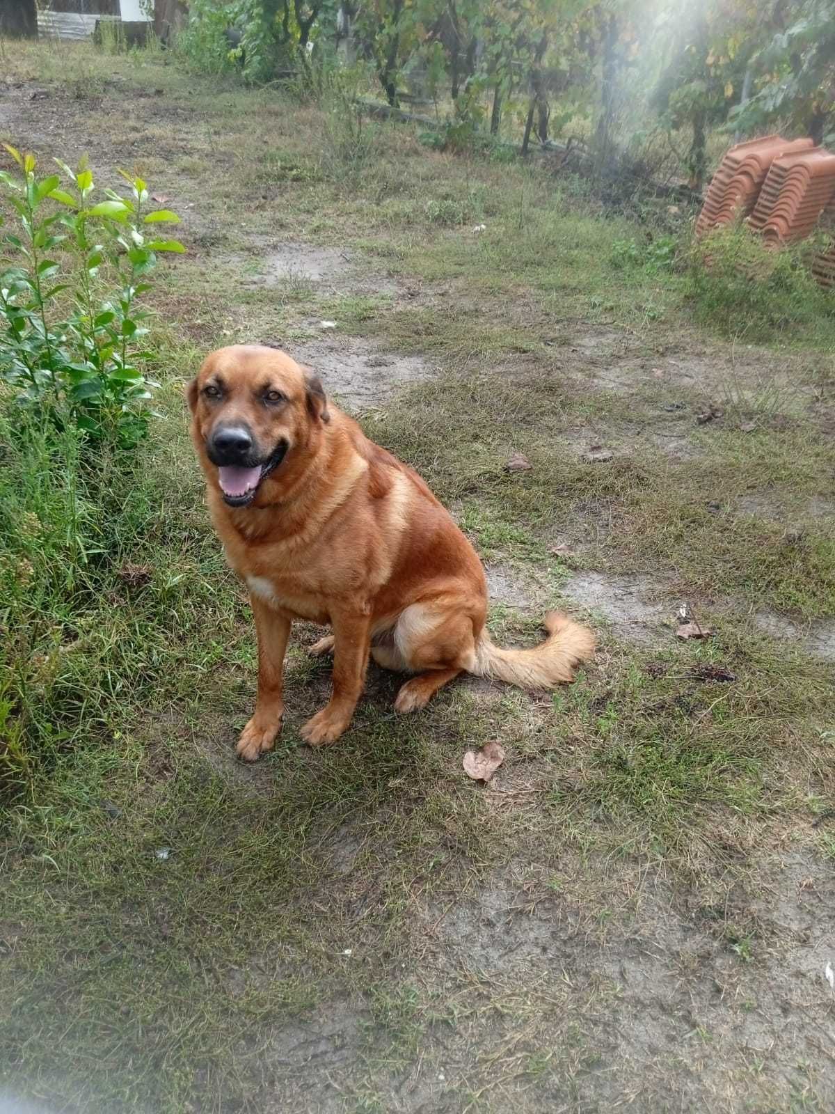 Cão para adoção responsável com documentos