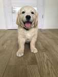 Szczeniak Golden Retriver