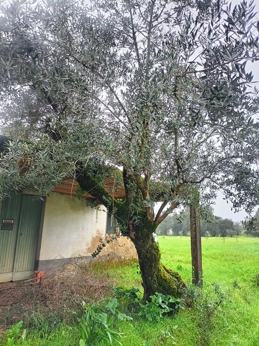 Oliveiras seculares