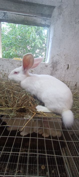 Кролі термонці (термонська біла)