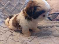 Shih tzu szczeniaczki
