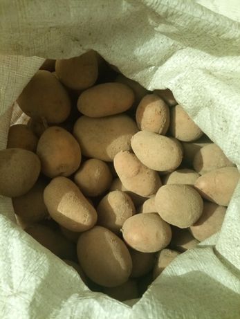 Продам картоплю по 8 грн/кг