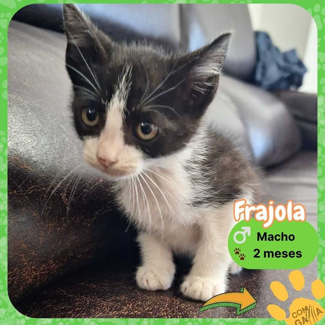 Gatinhos para adoção