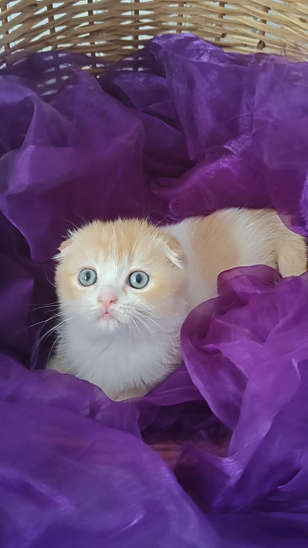 Шотландский вислоухий мальчик