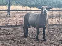 Malato 9 meses p3 PURO