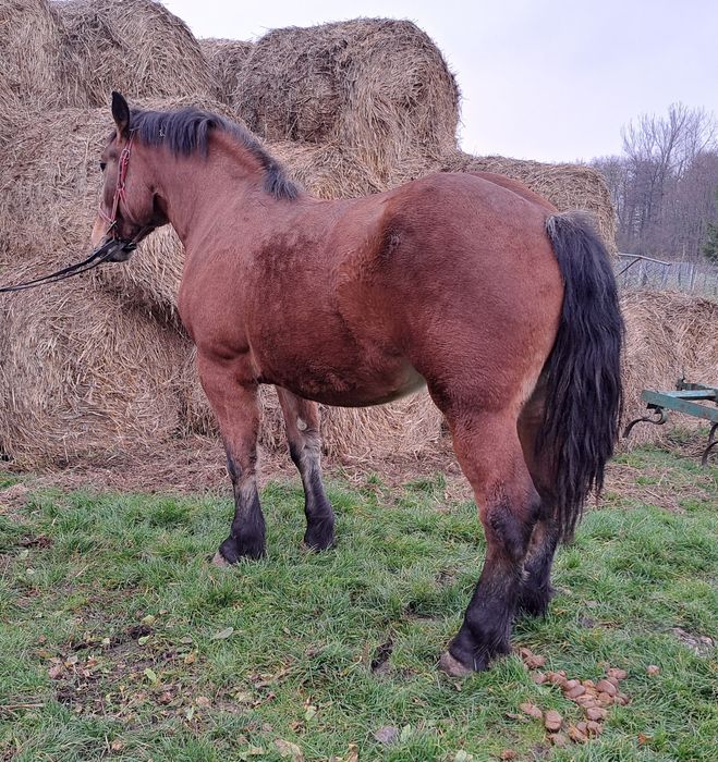 Klacz źrebica zimnokrwista