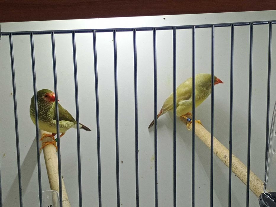 Sprzedam astryldy trzcinowe cena za parkę