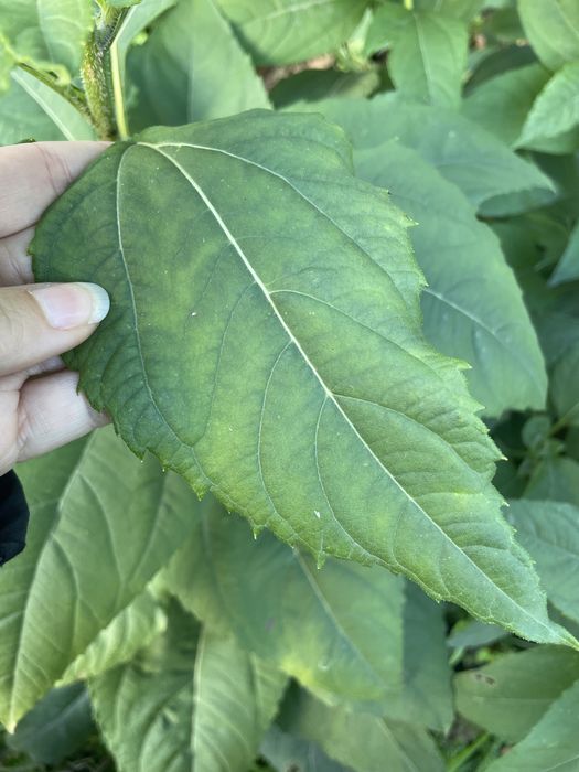 Topinambur słonecznik bulwiasty liście / bulwy świeże eko