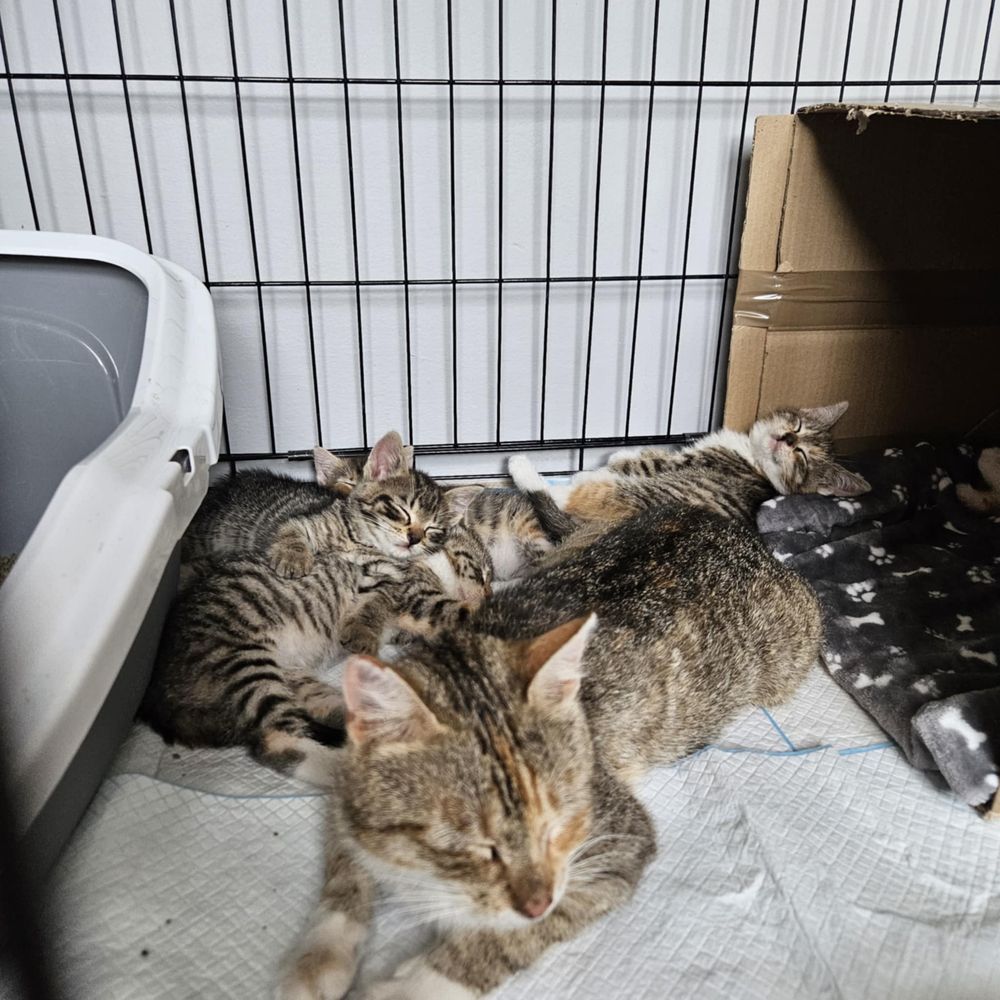 Do pilnej adopcji stado kociaków