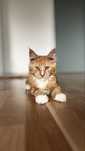 Horus kocurek Maine Coon