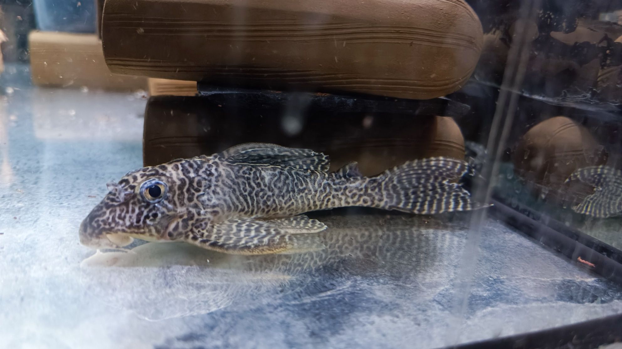 Hypancistrus L400 3-4 cm