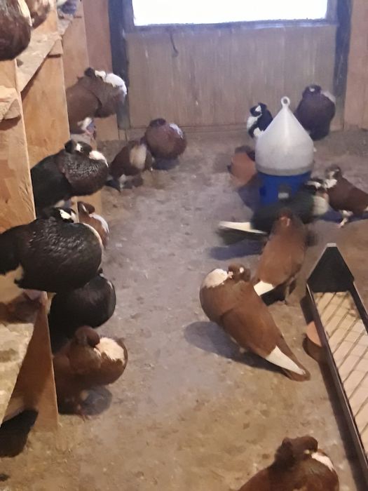 Garłacz  garłacze  koroniaste  sztaficer  SZTAFICERY