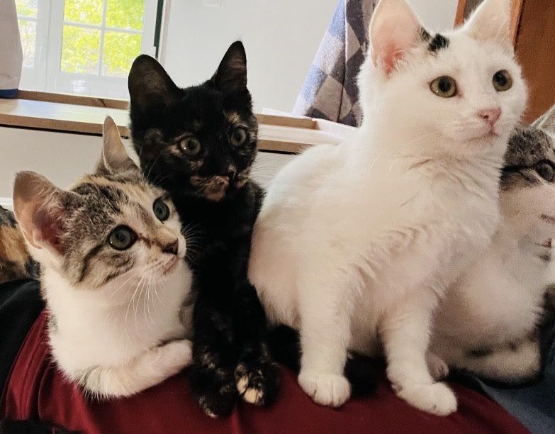4 gatinhos - adopção responsável
