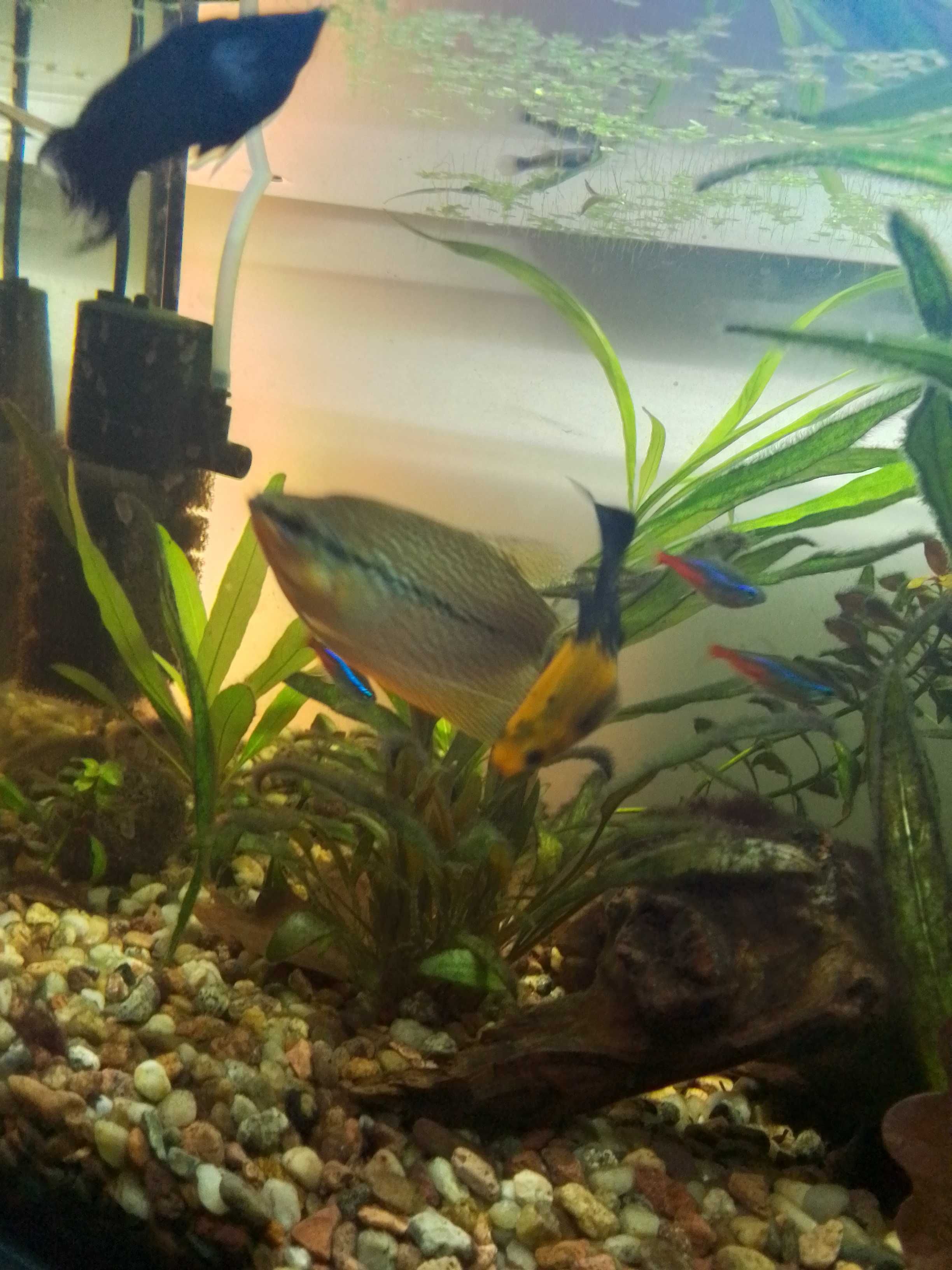 Sprzedam akwarium 54l Aquael