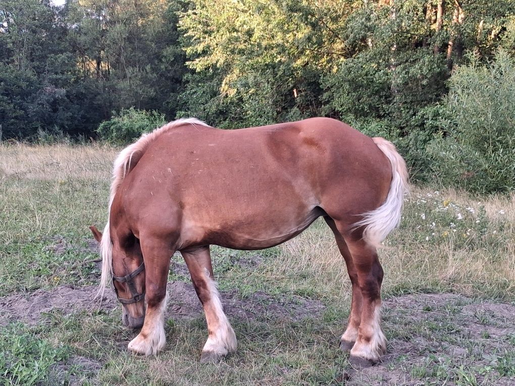 Sprzedam klacz z ogierkiem
