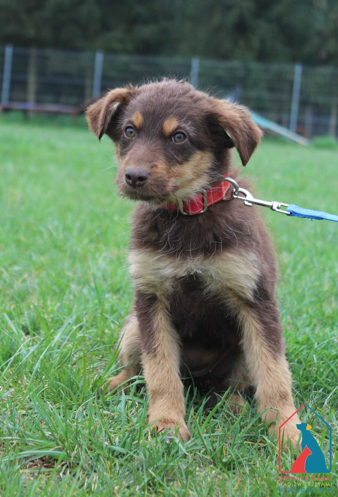 Szczeniak - suczka do adopcji, 4 miesiące, waży 4 kg