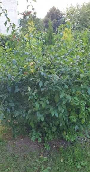 Pigwowiec, Pigwa 5 szt -sadzonki _wysył.