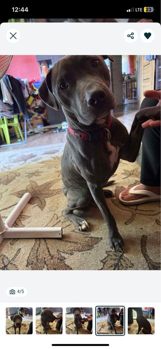 Oddam roczną suczke pitbull