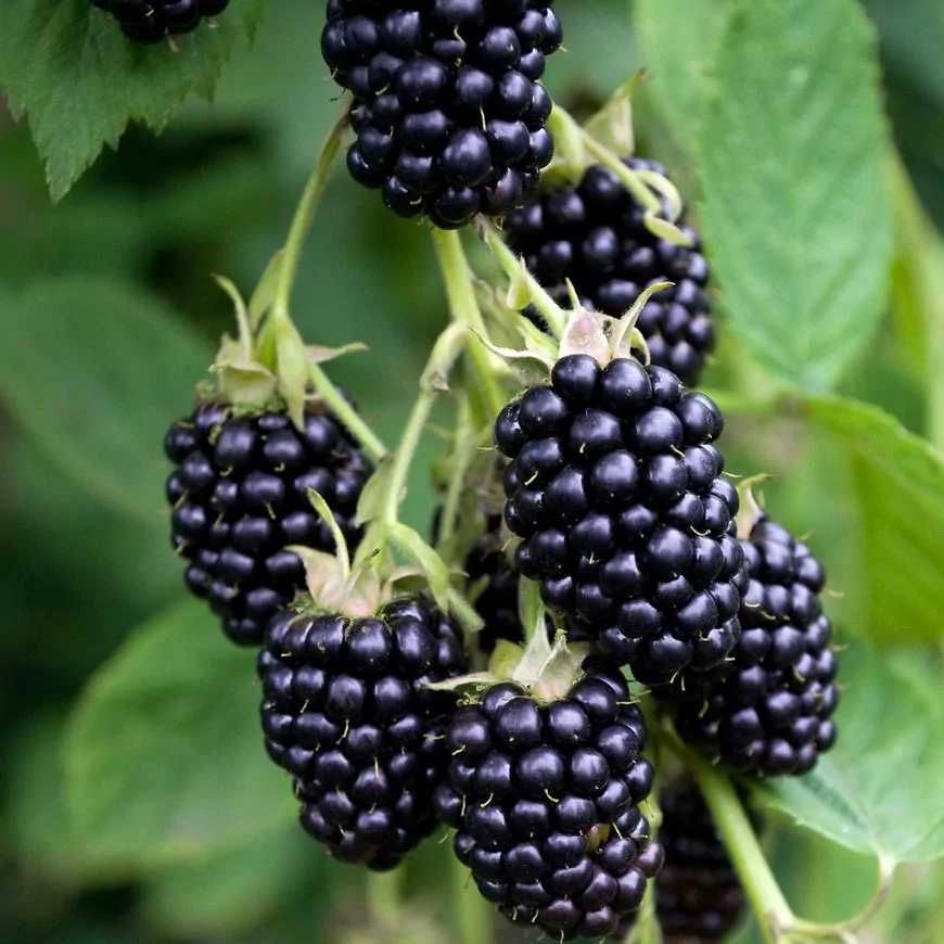 jeżyna bezkolcowa Miododajne sadzonki2 LETNIE 50cm! 4 odmiany CAC eko