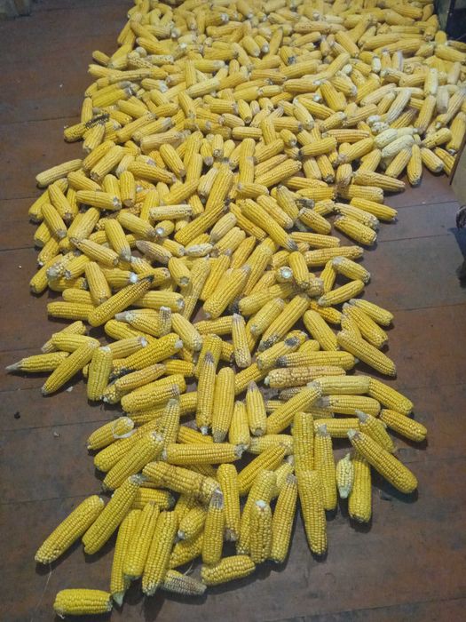 Кукурудза 5 грн.