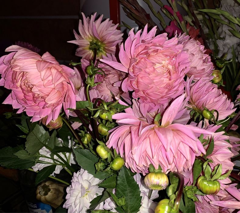 Жоржини сортові /неділений кущ/Георгины сортовые