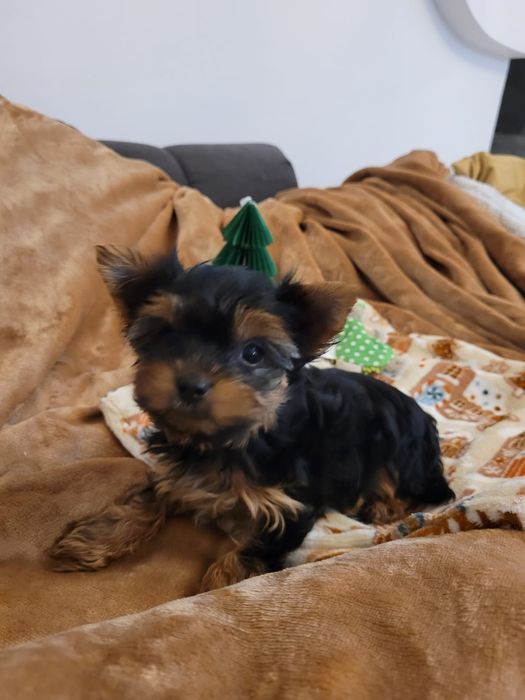 Yorkshire Terrier, piesek, chłopiec york