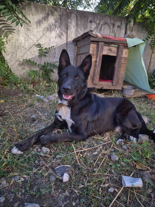 Отдается метис овчарки в хорошие руки