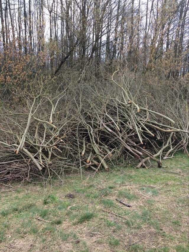 Gałęzie za darmo