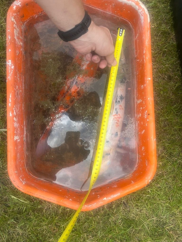 Karp koi 45 cm do oczka