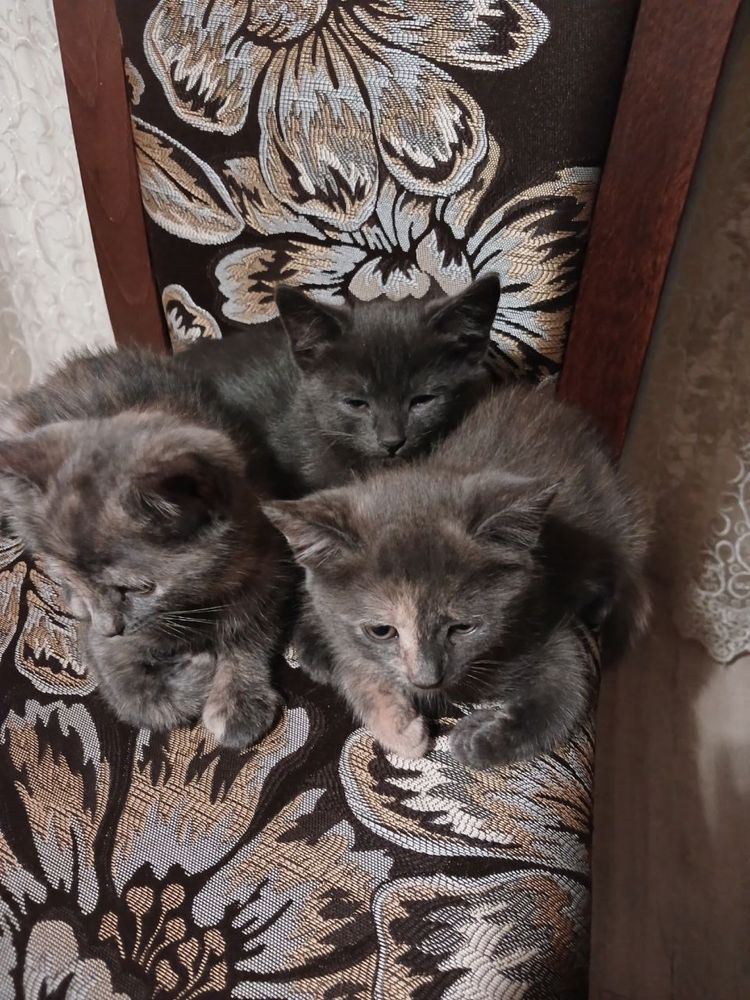 Кошеня Безкоштовно в добрі руки