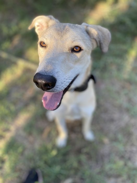 Отдам бесплатно в хорошие руки