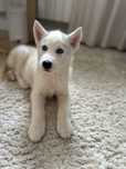 Chłopak rasy Siberian Husky