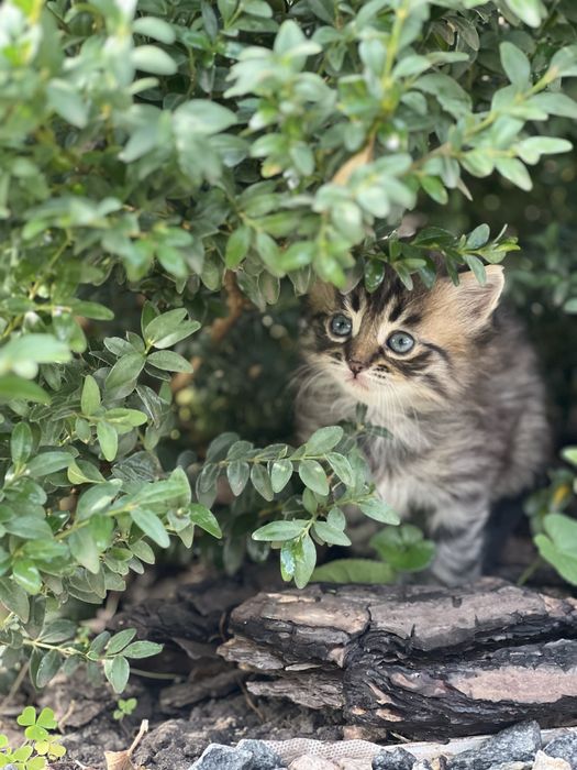Дуже терміново Кошеня кішечка кішка котенок кошечка