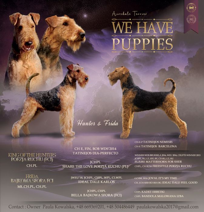 Airedale Terrier ZKwP FCI