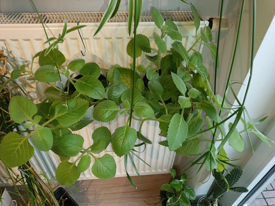 Mięta meksykańskia 50 cm