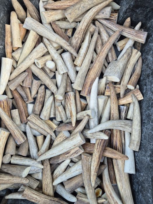 Cena za 5 szt Poroze losia końcówki poroze rogi los lita kość