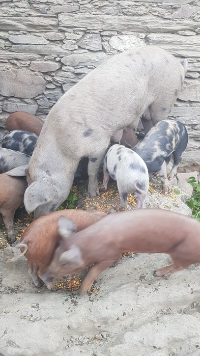 Leitões de 8 semanas, nascidos a 12 de agosto. Pietrain Duroc.