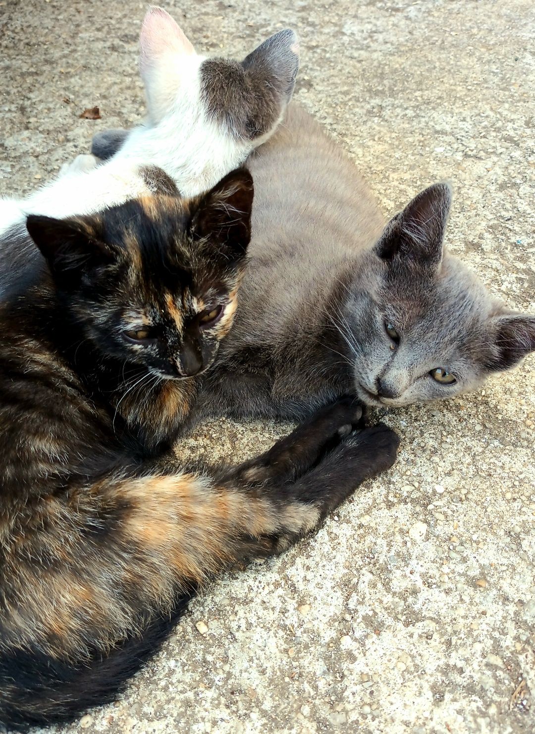 Gatinhos para adoção